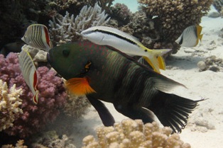 Cheilinus lunulatus